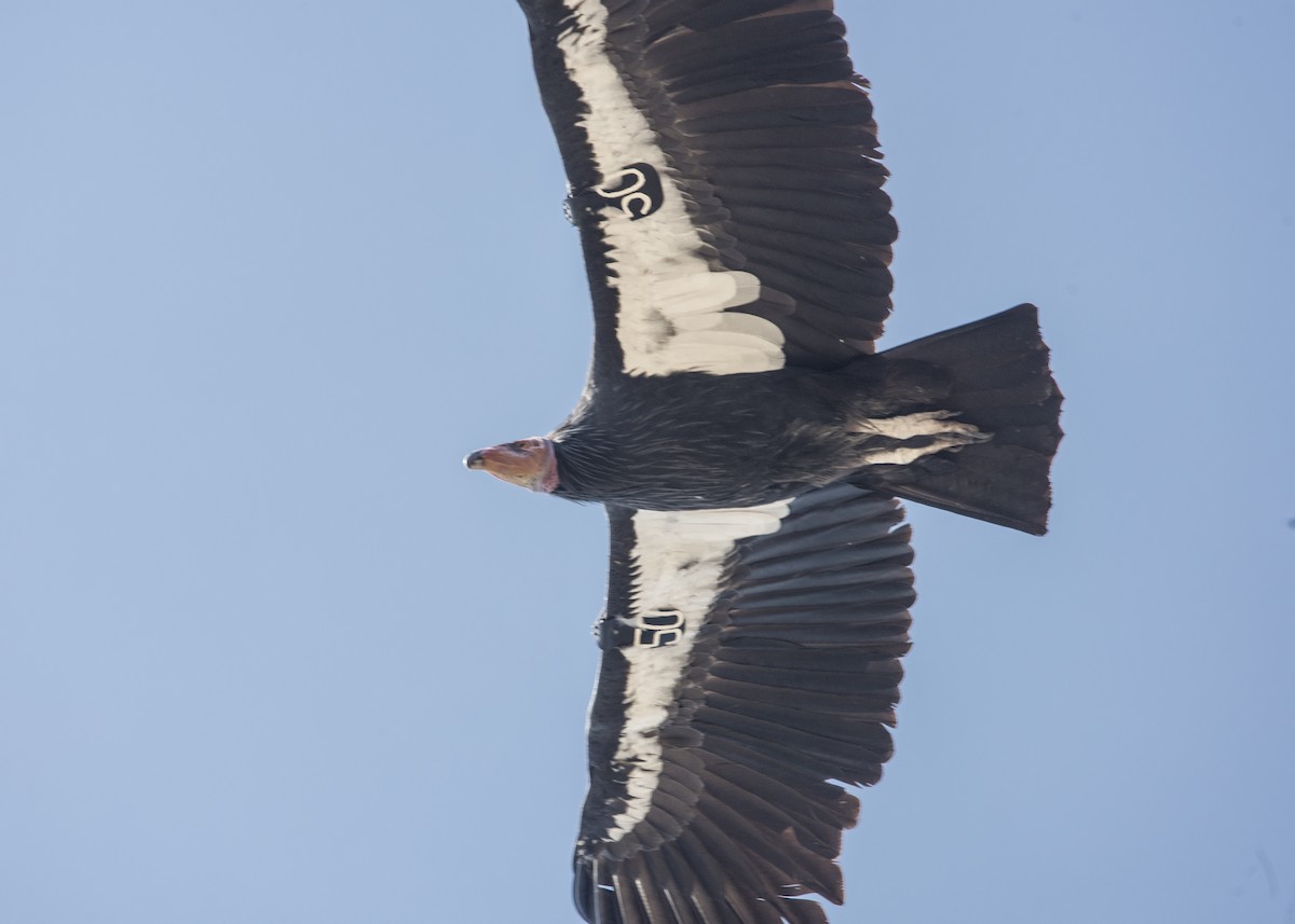 Condor de Californie - ML35703621
