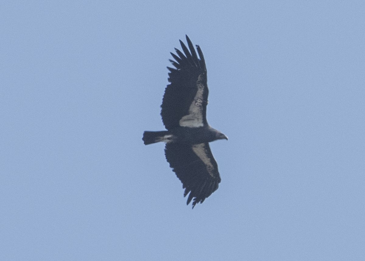 Condor de Californie - ML35703631