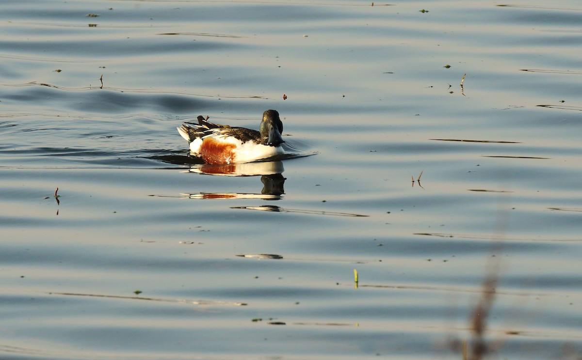 Northern Shoveler - ML357036371