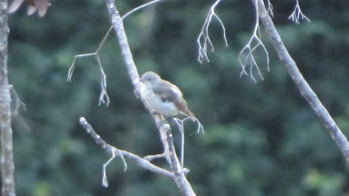 Thick-billed Flowerpecker - ML357036471