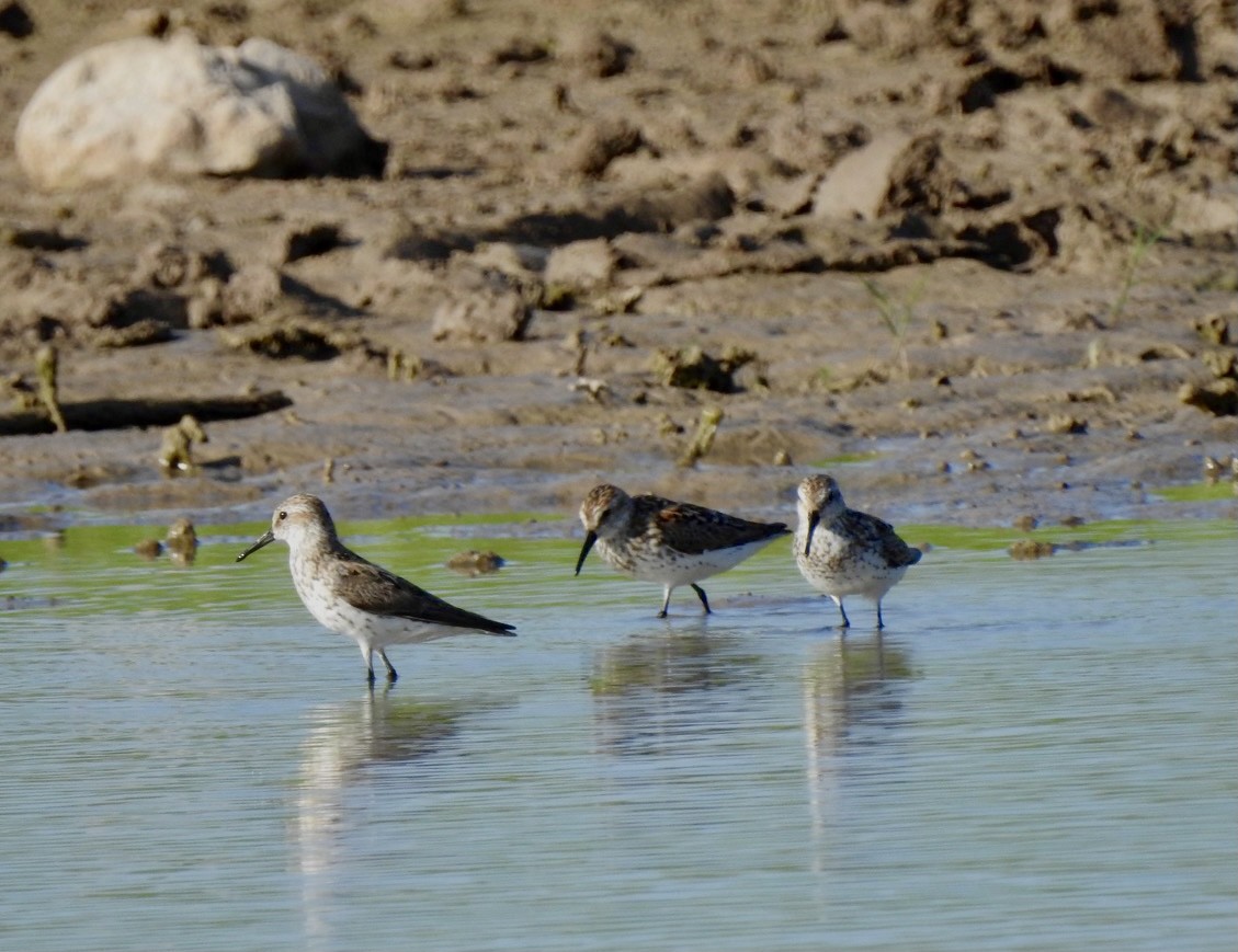 Western Sandpiper - Christopher Daniels