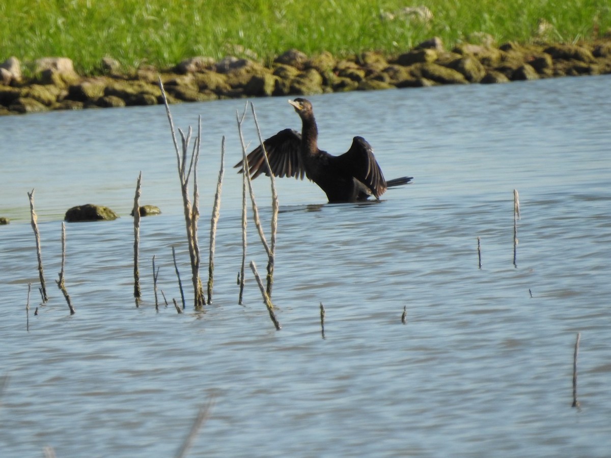 Neotropic Cormorant - ML357036931