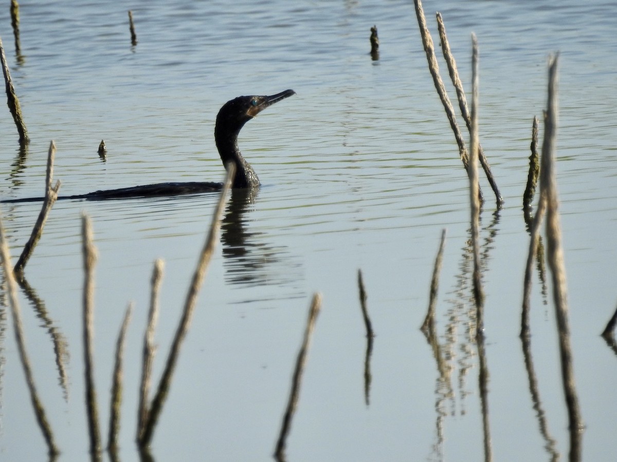 Cormorán Biguá - ML357036941