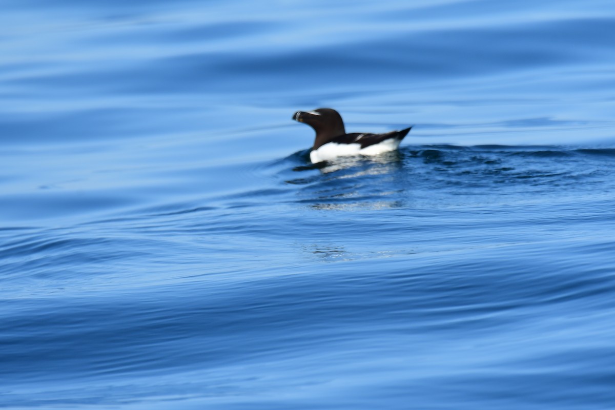 Гагарка мала - ML357037361