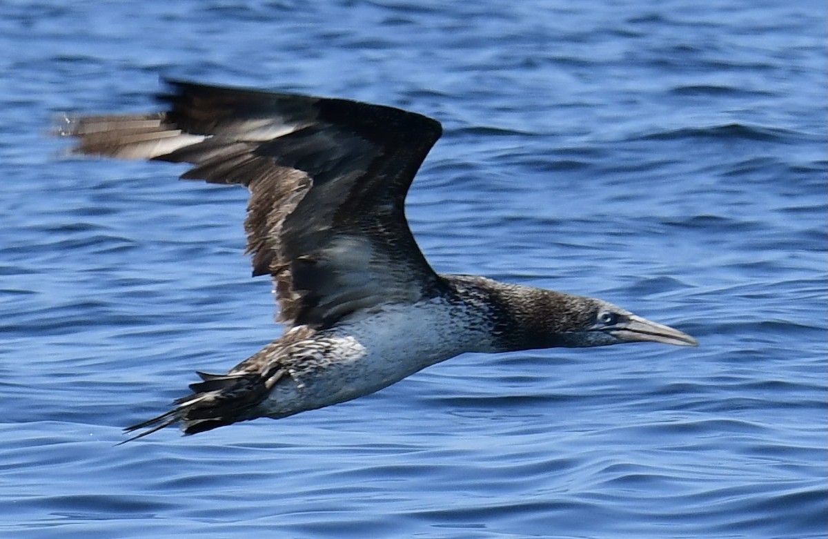 Northern Gannet - ML357037821