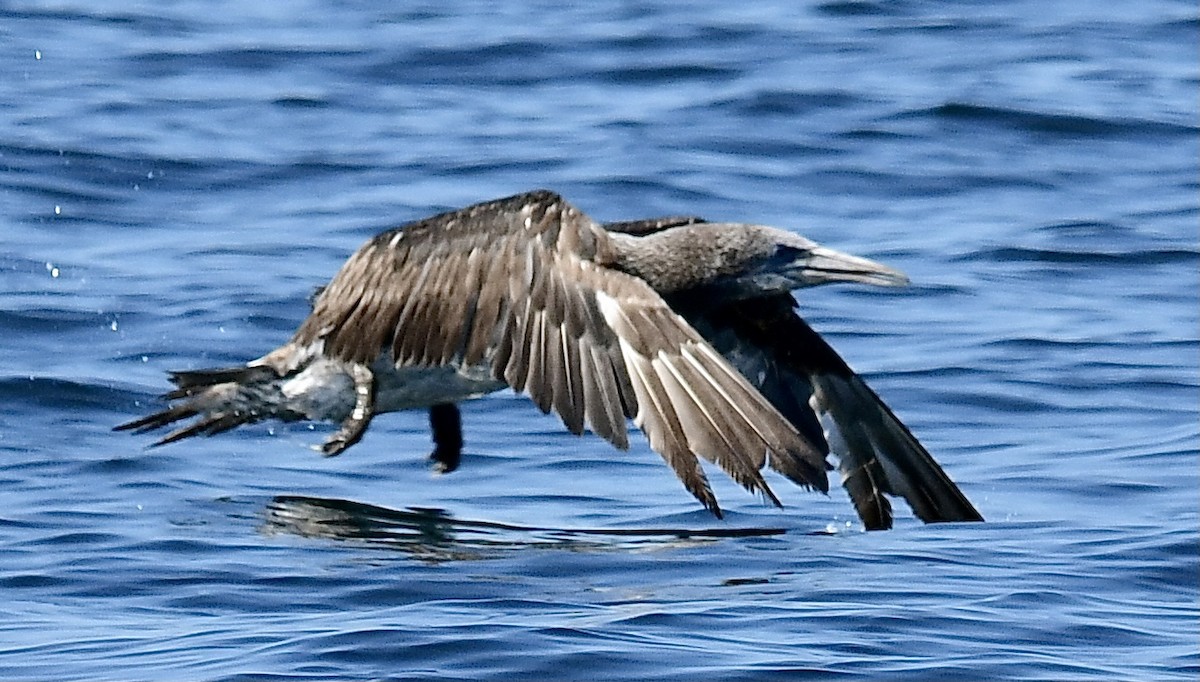 Northern Gannet - ML357037841