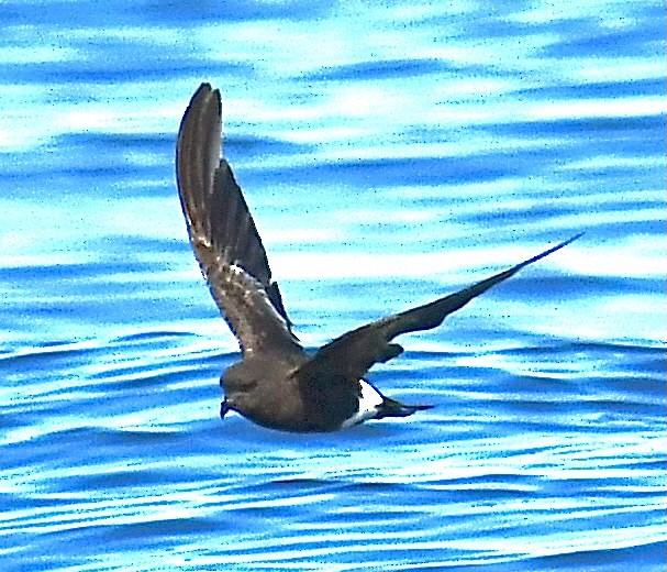 Wilson's Storm-Petrel - ML357038031