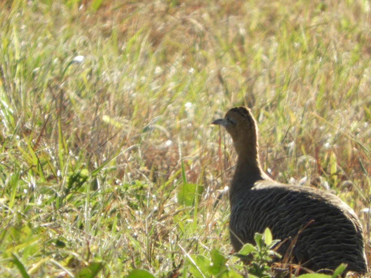 Red-winged Tinamou - Silvia Enggist