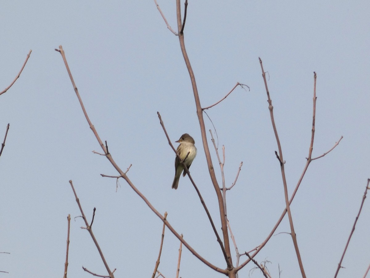 Alder Flycatcher - ML357039671