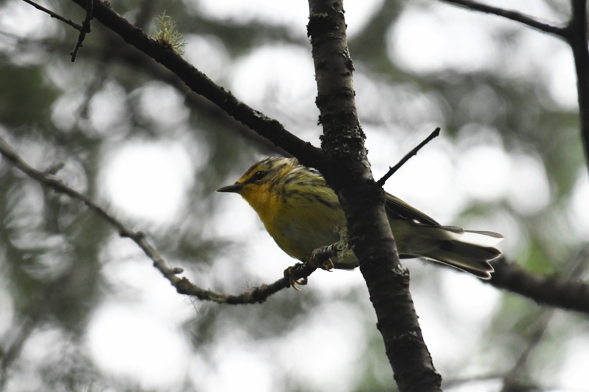 hemlokkparula - ML357040151