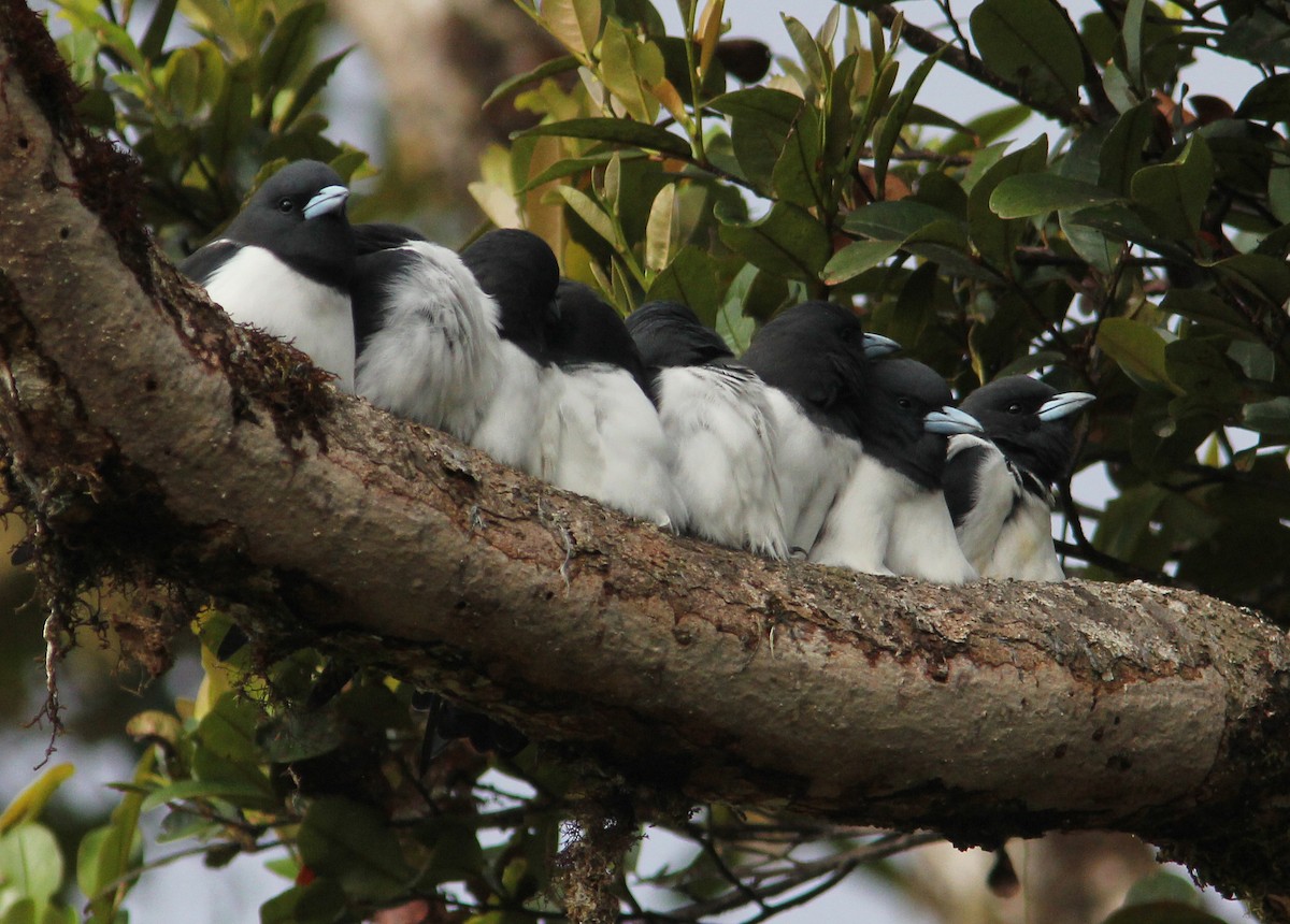 Great Woodswallow - ML357041481