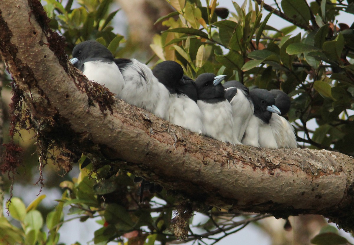 Great Woodswallow - ML357041971