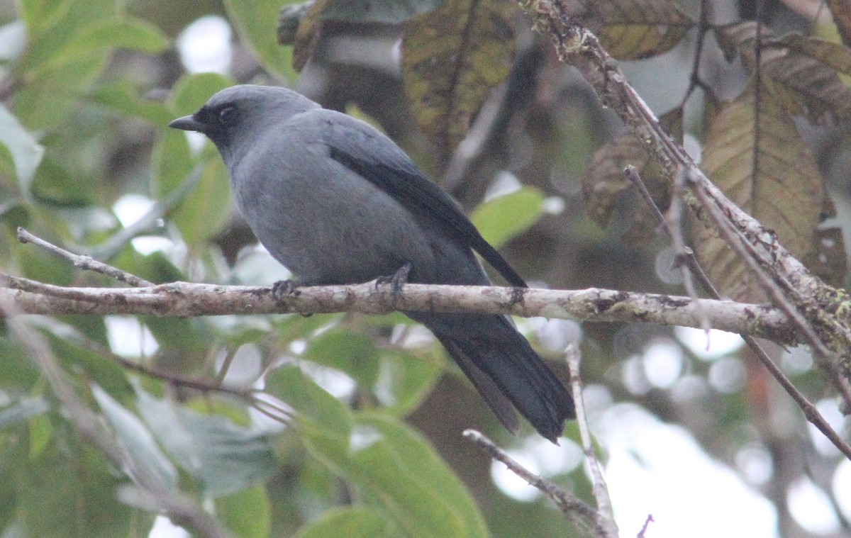 Black-bellied Cicadabird - ML357042501