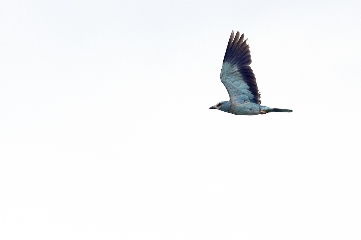 European Roller - ML357042771