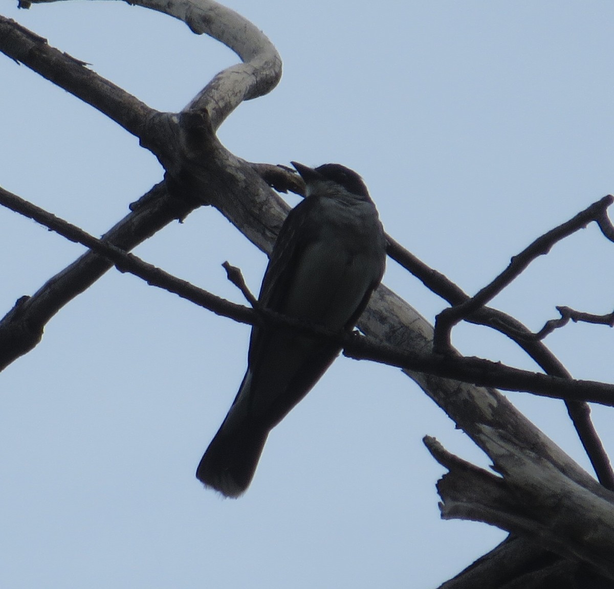 Eastern Kingbird - ML357043201