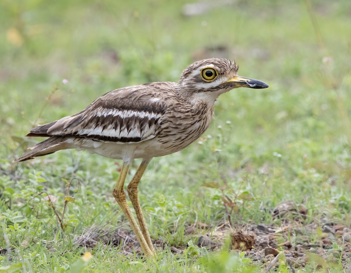 bengaltriel - ML357043591