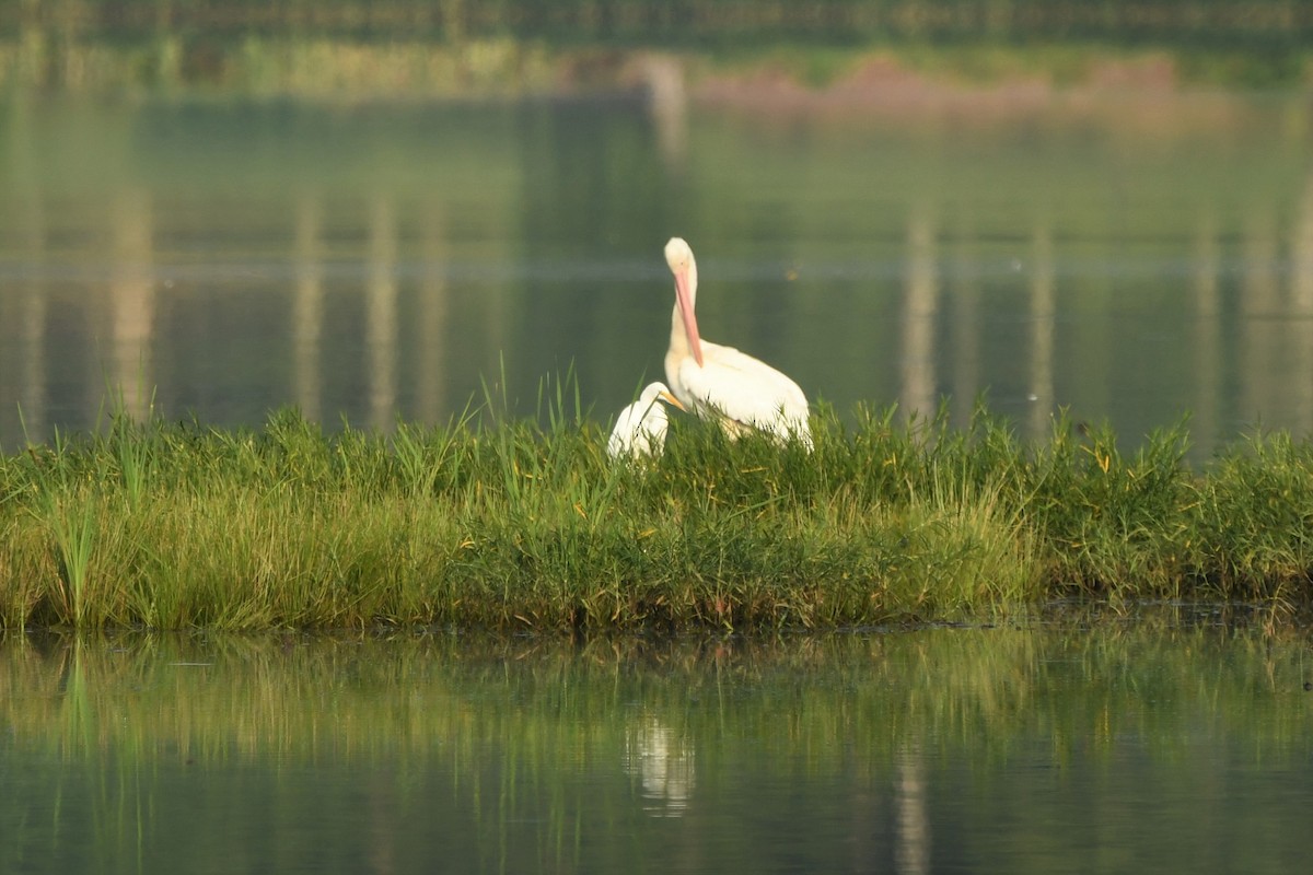 American White Pelican - ML357043721