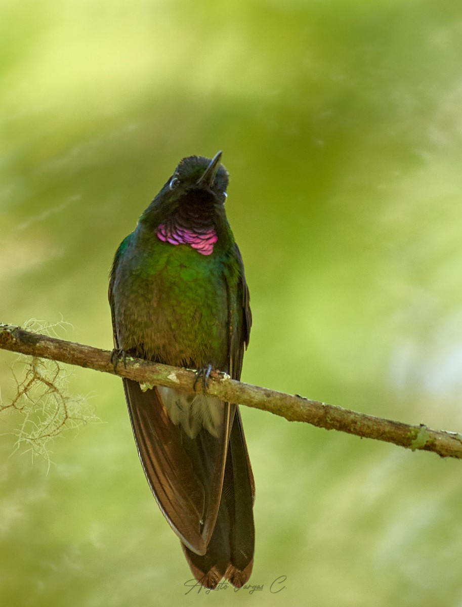 Colibrí Turmalina - ML357044051