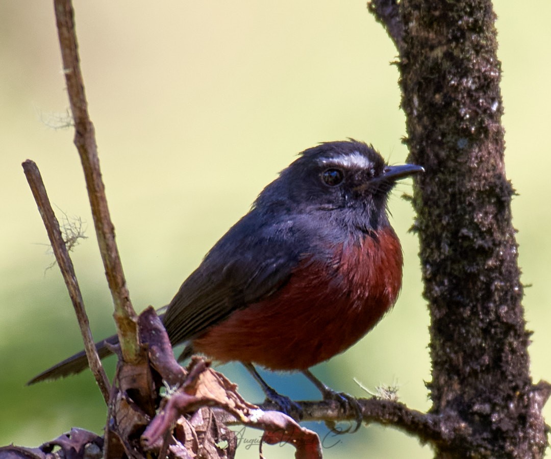 Chestnut-bellied Chat-Tyrant - Augusto Vargas Carlier