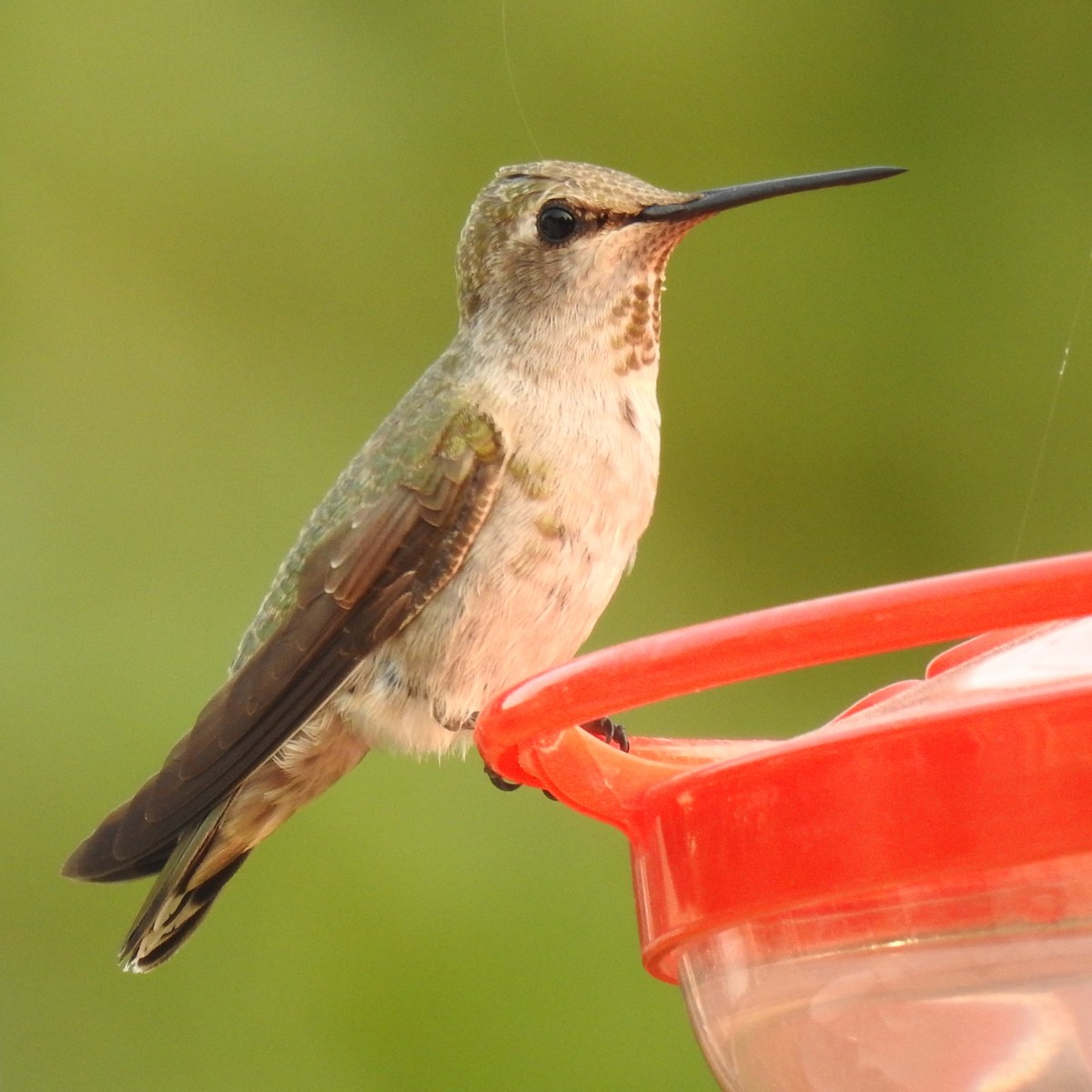 Rufous Hummingbird - ML357047091