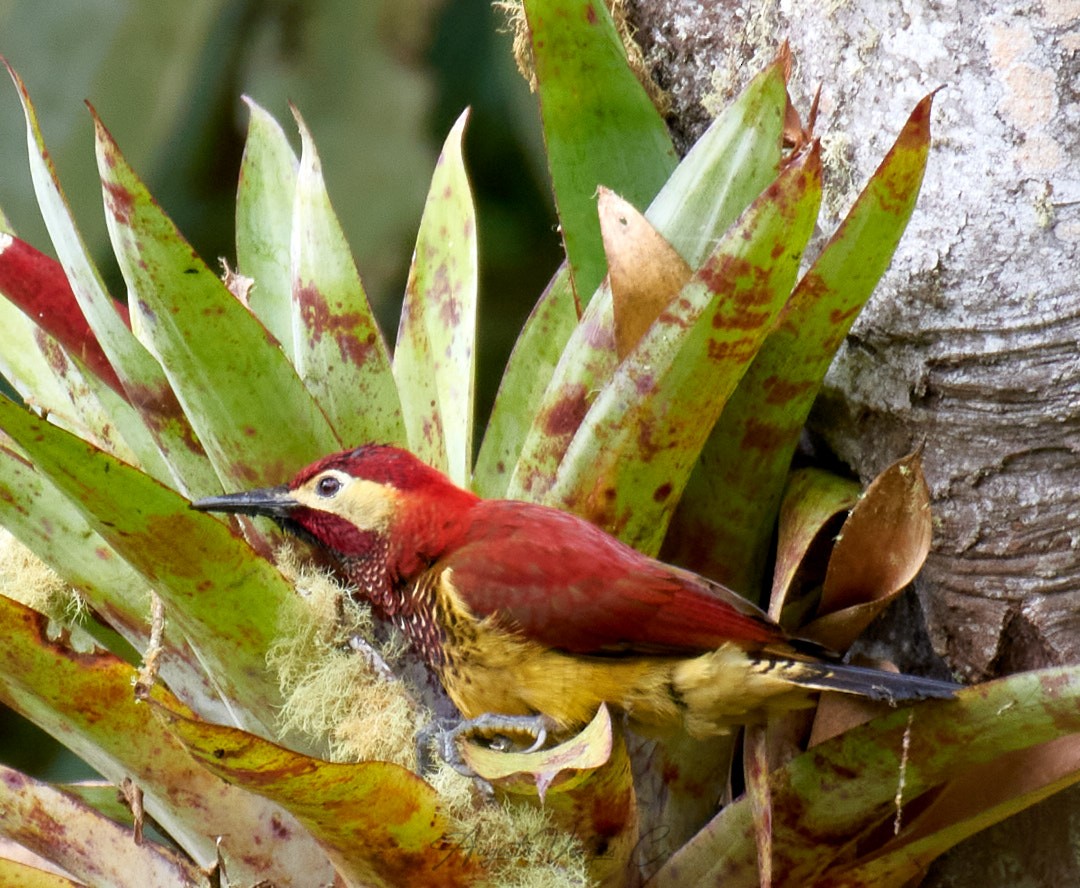 Crimson-mantled Woodpecker - Augusto Vargas Carlier