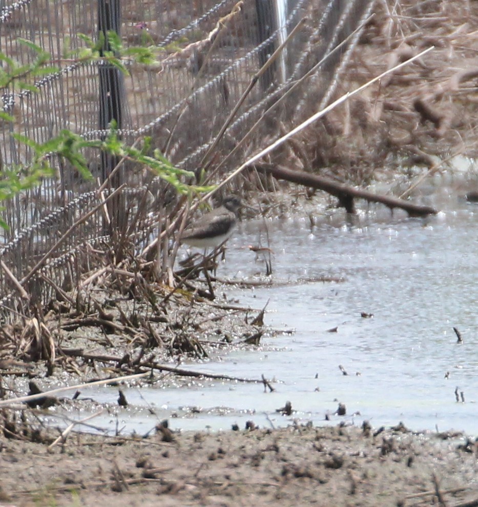 Solitary Sandpiper - ML357048471