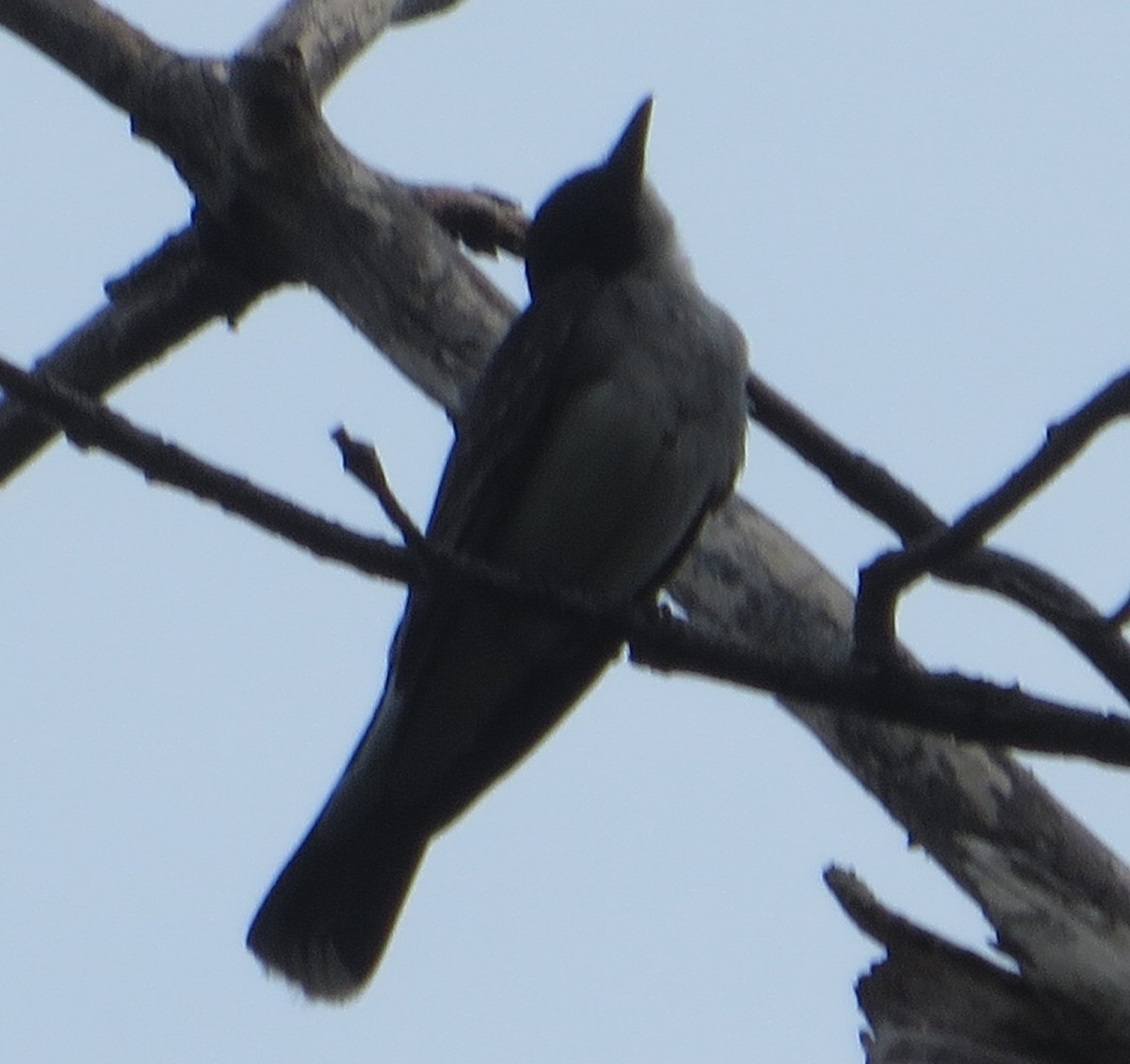 Eastern Kingbird - ML357048941