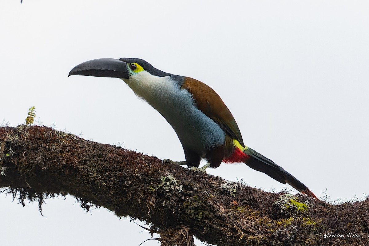 Black-billed Mountain-Toucan - ML357050781