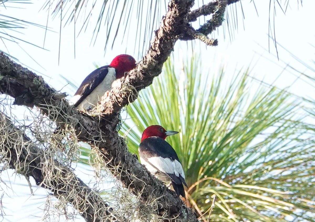 Red-headed Woodpecker - ML357050831