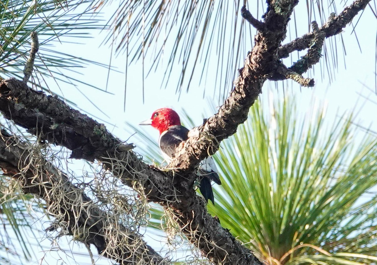 Red-headed Woodpecker - ML357050851