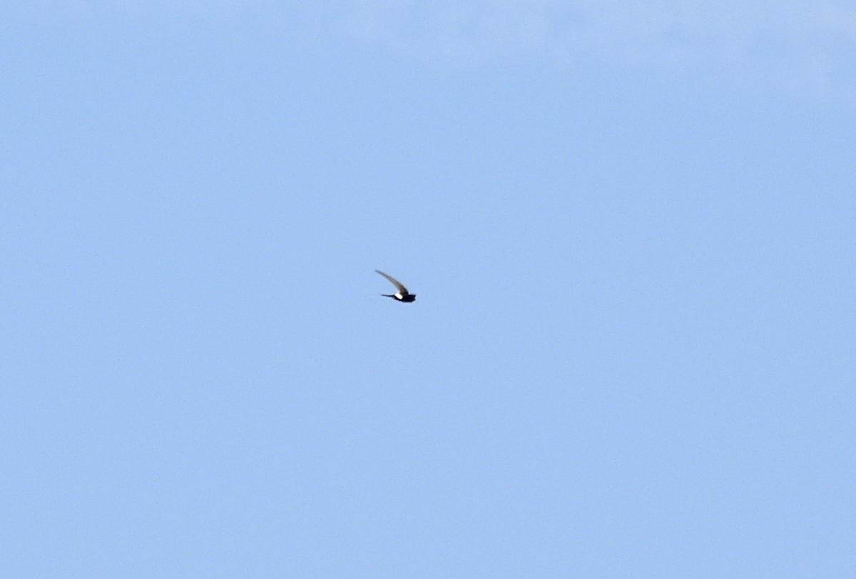 White-rumped Swift - ML357052701