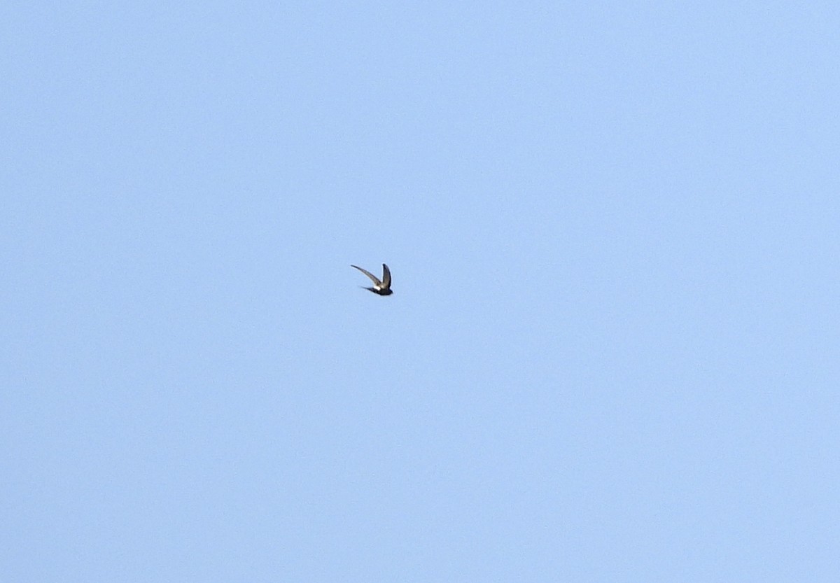 White-rumped Swift - ML357052761