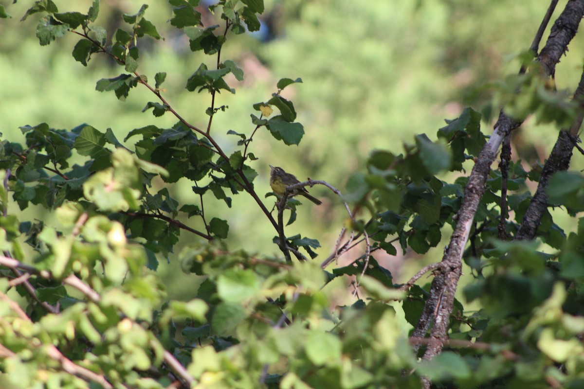 MacGillivray's Warbler - ML357054401