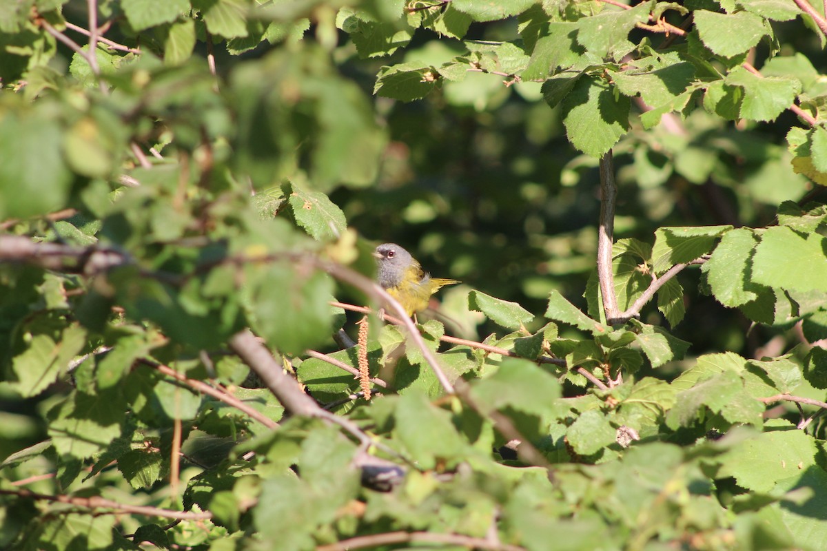 MacGillivray's Warbler - ML357054411