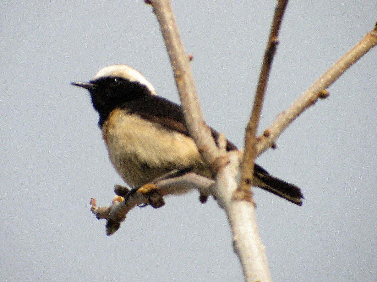 Cyprus Wheatear - ML357055201