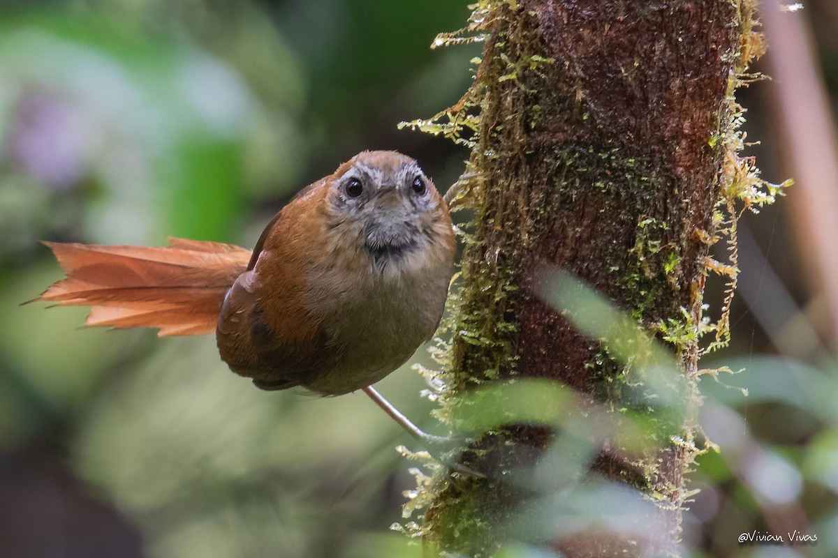 White-browed Spinetail (cinereiventris) - Vivian Vivas