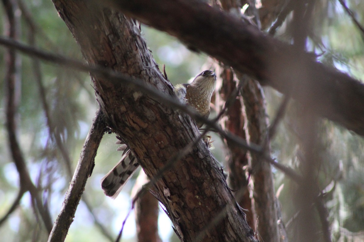 Sharp-shinned Hawk - ML357057791