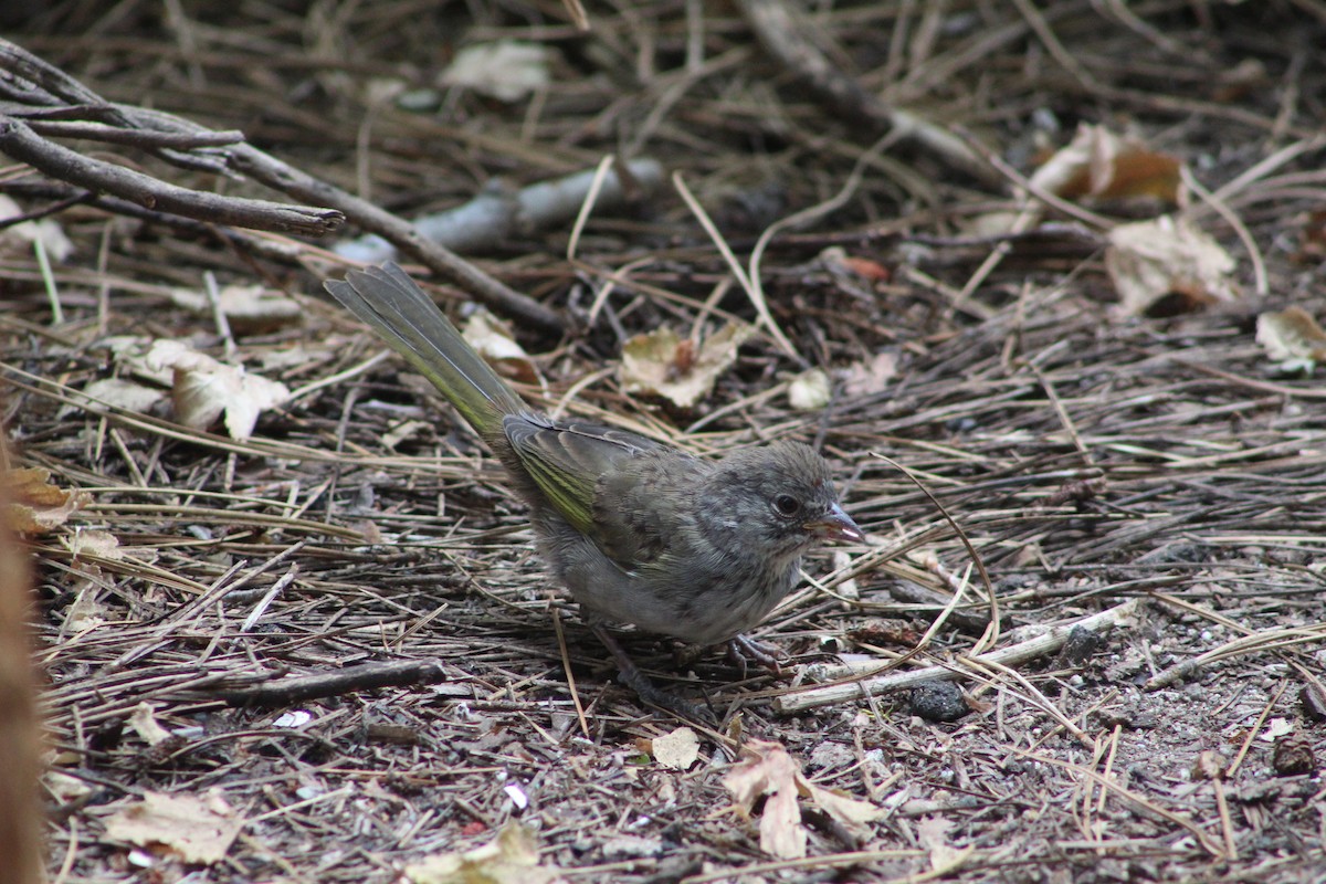 Green-tailed Towhee - ML357057981