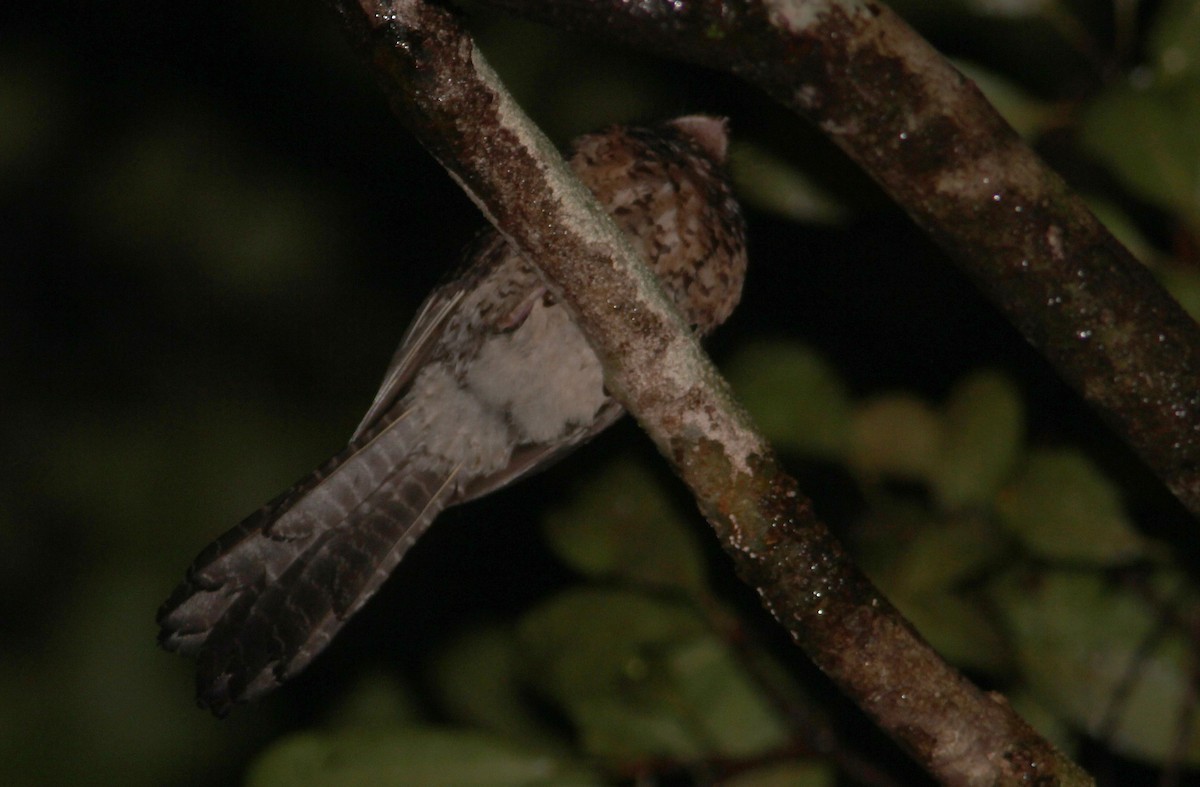 Wallace's Owlet-nightjar - Ashley Banwell