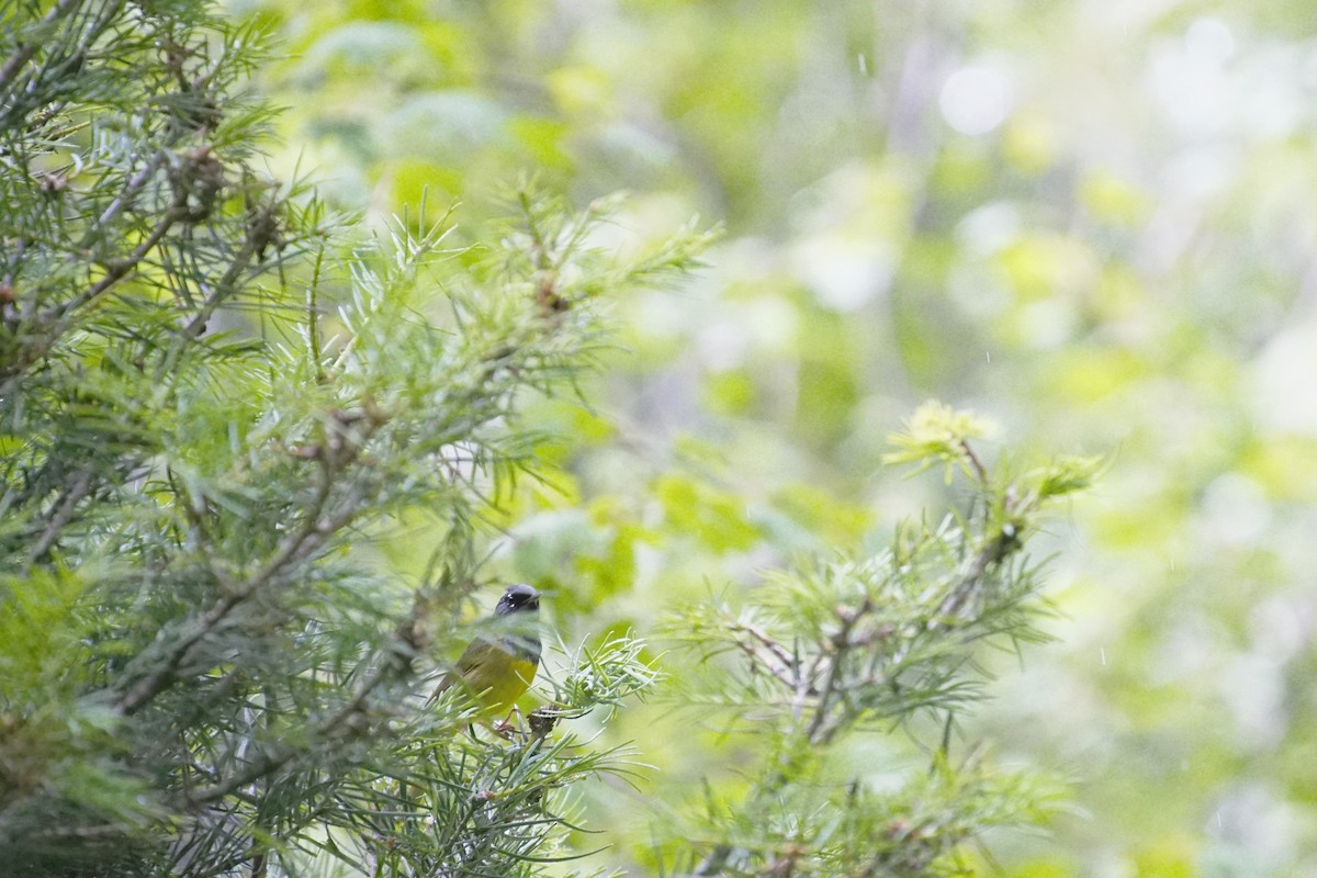 MacGillivray's Warbler - ML357058401