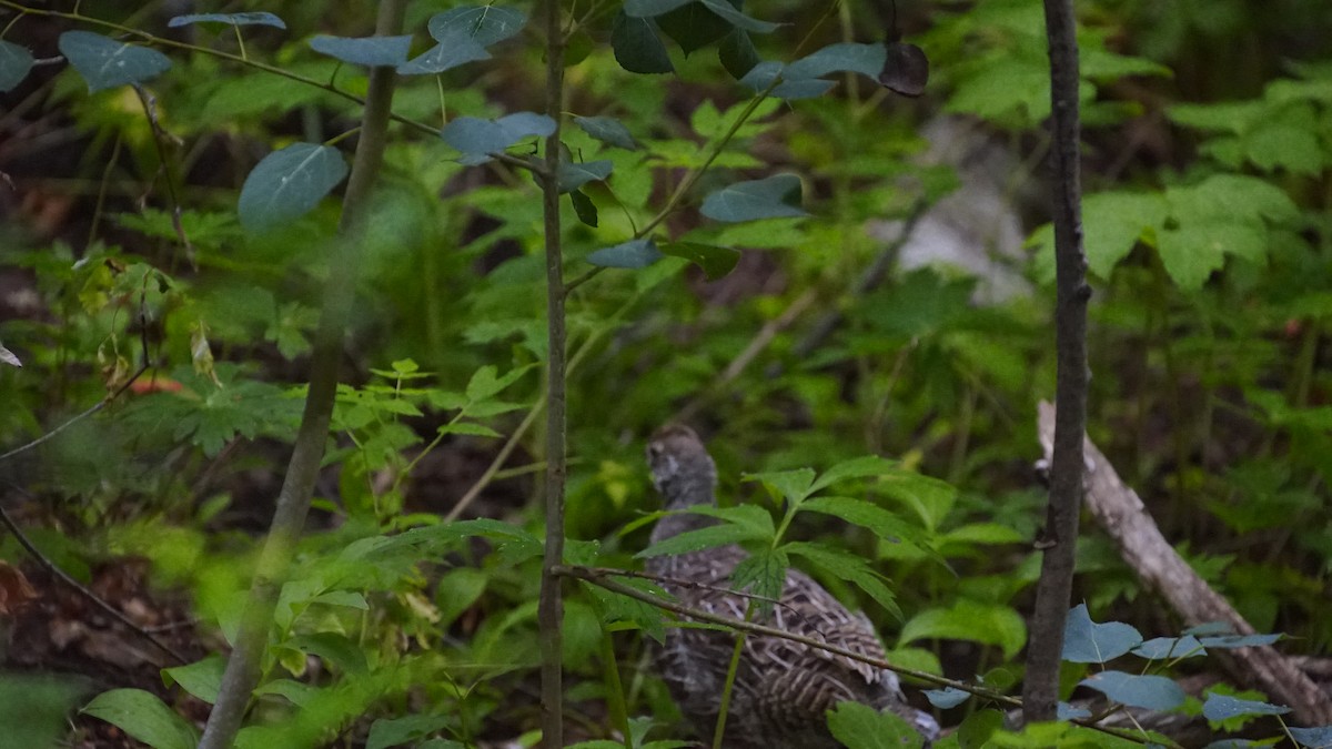 Dusky Grouse - ML357058641