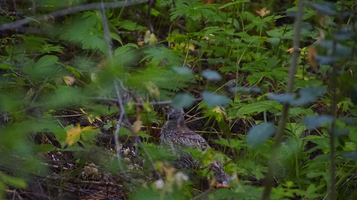 Dusky Grouse - ML357058671