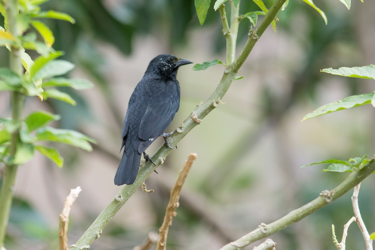 Chopi Blackbird - ML35705961