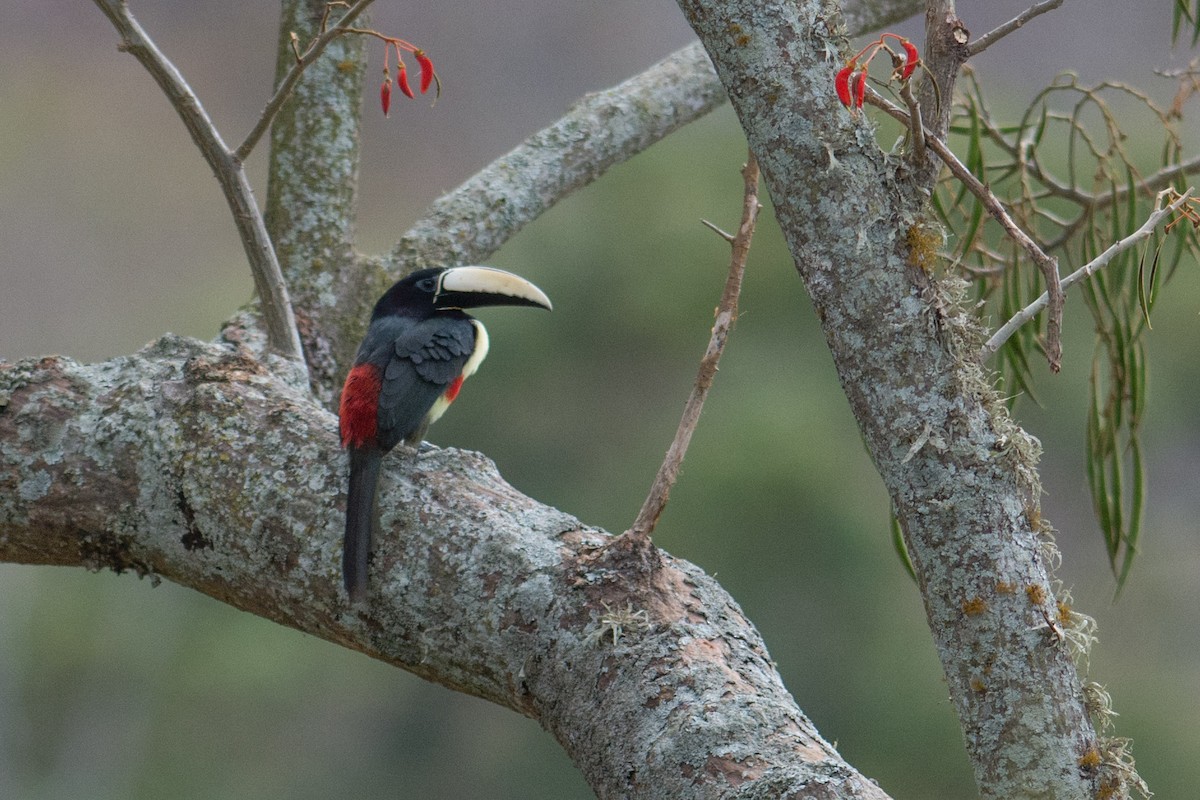 Black-necked Aracari - Hudson - BirdsRio