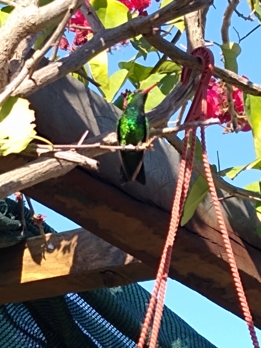 Glittering-bellied Emerald - ML357060571