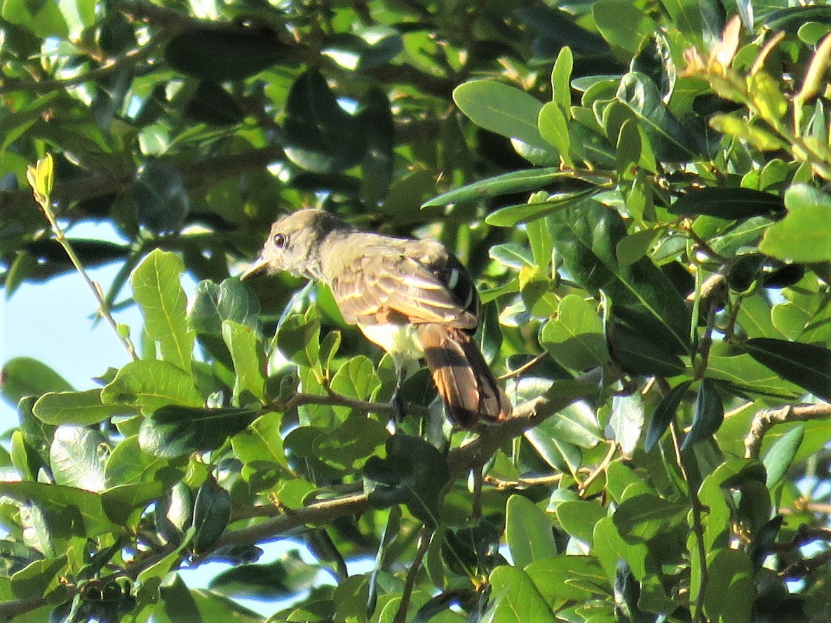 Great Crested Flycatcher - Judy Robichaux