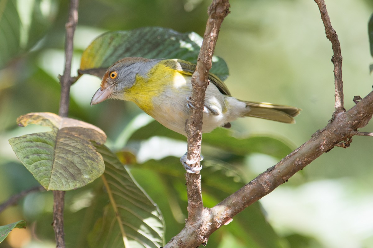 Rufous-browed Peppershrike - ML35706091