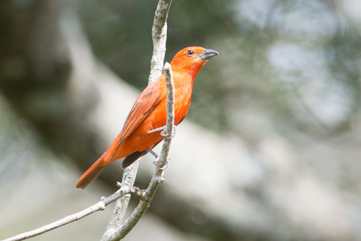 Hepatic Tanager - ML35706131