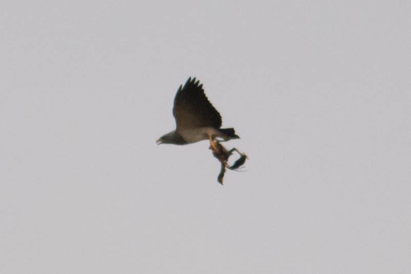 Black-chested Buzzard-Eagle - ML35706251