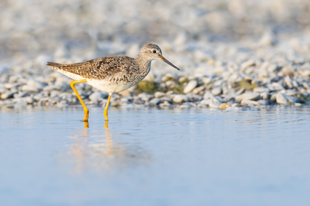 Lesser Yellowlegs - ML357062571